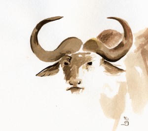 Buffle © Britesciences