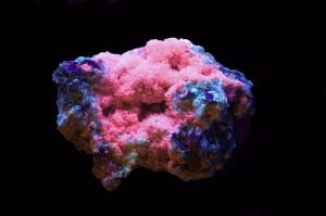 Leucophanite du Mont-Saint-Hilaire - Collection Roger Guay - Photo Christian Autotte