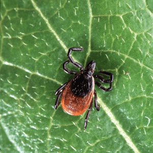 Deer_tick_ixodes_scapularis