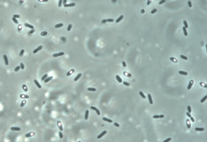 Solibacillus
